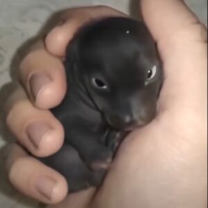 I thought I’d found an abandoned puppy—but it wasn’t a puppy at all. A year later, I was shocked by what it had grown into… Details in the first comment under the video