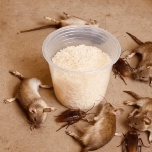 How to get rid of rats and cockroache