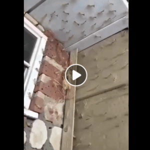 The Quiet Miracle of the Praying Mantises