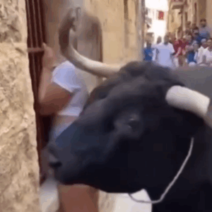 “Tourist Faces Bull — What Happens Next Will