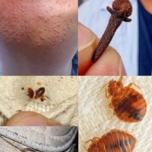 Natural Pest Control: Eliminate Bed Bugs and Household Pests with Diatomaceous Earth & Cloves