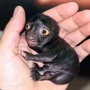 He Took Home an Unknown Animal from the Woods — What It Grew Into Was Unexpected