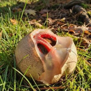 The Strange Discovery in My Garden