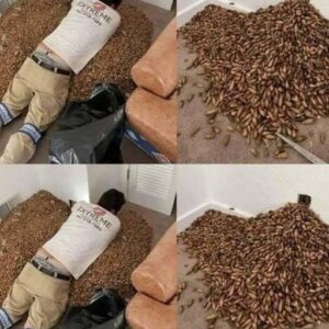 A man smells a strong smell in his house, w…