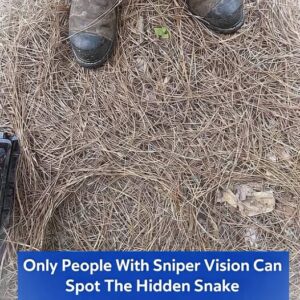 If You Have Sharp Eyes, You’ll Spot the Hidden Snake—Most People Miss It!