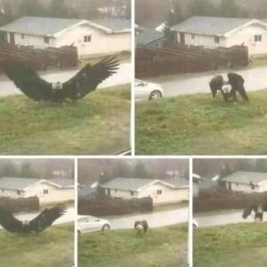 Giant Eagle captured in Bro!