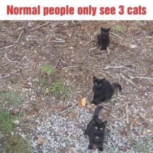 For those who haven’t se