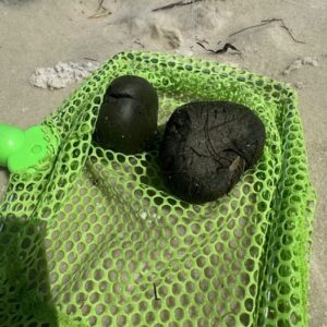 Uncovering the Beach Mystery: What Are These Strange Balls Kids Discover?