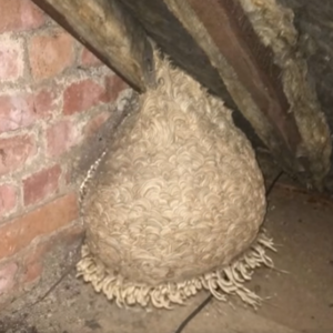 Unexpected Discovery in the Attic Leaves Man Speechless