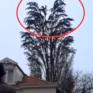 He was just filming a tree, but at 0:18, something happened that he will remember for a long time. 😱😱😱 Watch the surprising moment captured on camera in the comments 👇👇👇