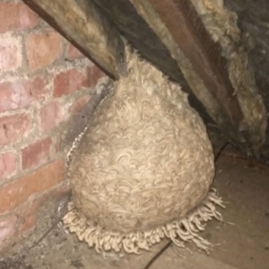 Unexpected Discovery in the Attic Leaves Man Speechless