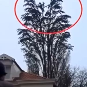 He was just filming a tree, but at 0:18, something happened that he will remember for a long time.  Watch the surprising moment captured on camera in the comments