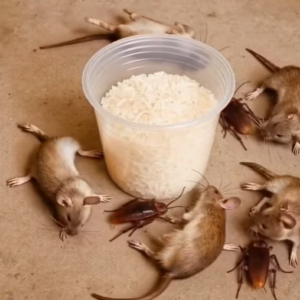 How to get rid of rats and cockroache