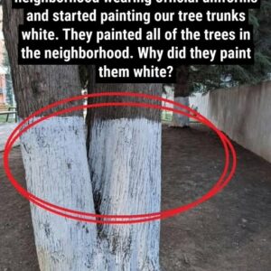 Why Certain Trees Have White Bark or Painted Trunks