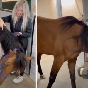 Young woman was hospitalized after being penetrated…See more