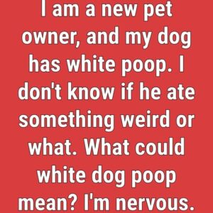 What Causes Your Dog’s Poop to Turn White?