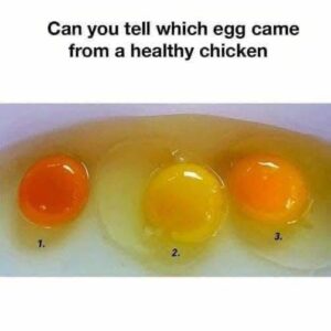 6 Ways to Spot Eggs from Healthy Chickens: Signs of Top Quality