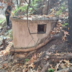 You Won’t Guess What’s Lurking in This Forest