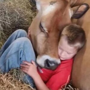 Cow Remembers, He Won’t Sleep