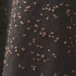 What Appeared on My Pant Leg During My Walk Outside