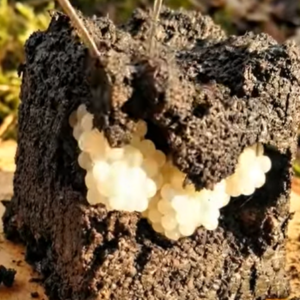 What I Found in My Garden Completely Changed the Day