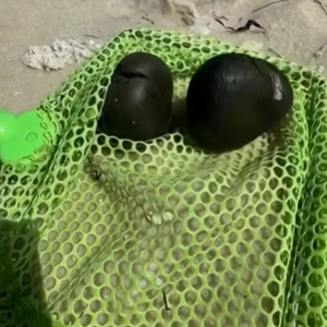 Kids Found These Strange Objects on the Beach — Experts Were Stunned