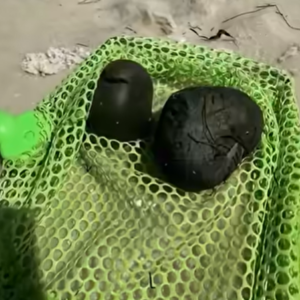 Children Discovered Bizarre Objects on the Shore — Experts Were Amazed