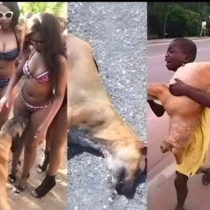 If your dog is sniffing your genital area, it means you have…