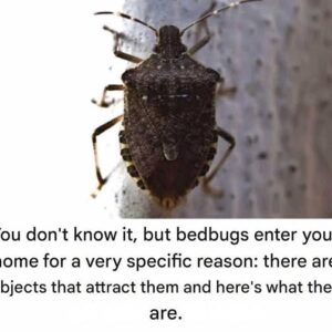 Important Correction! This Common Insect Is Not a Bedbug