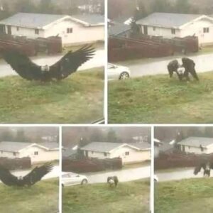 Giant Eagle captured