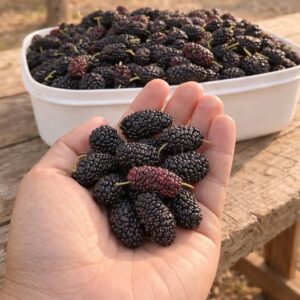 Have You Tried This Seasonal Fruit? Here’s Why It’s So Good for You