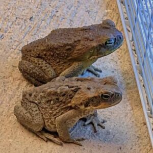 Why a Toad Might Appear in Your Home and What It Could Mean
