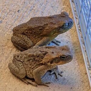 Why a Toad Might Appear in Your Home and What It Could Mean