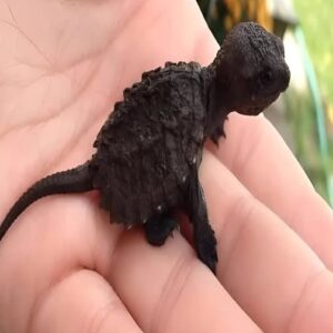 During a walk, the young girl came across something very strange: a small black creature was lying in the grass. 😲 At first, she thought it was just an ordinary lizard and that it wouldn’t hurt to take it to the vet. 😥 But when the vet saw the strange animal, he turned pale and said sharply: — Do not touch it again under any circumstances! What was it? 🤔 Details in the first comment 👇👇