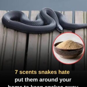 From Ammonia and Vinegar to Cinnamon Oil, Garlic, and Lemongrass, These Seven Strong Scents May Help Deter Snakes Around Your Home—But Experts Explain Why No Smell Works Forever, How to Use Them Safely, and What Real Prevention Steps Matter Most for Keeping Snakes Away Long-Term