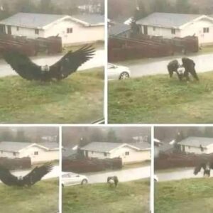 Giant Eagle captured