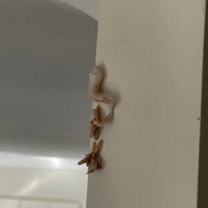 That Pink, Crusty Spot on the Wall Looked Harmless—Until I Realized What It Might Mean