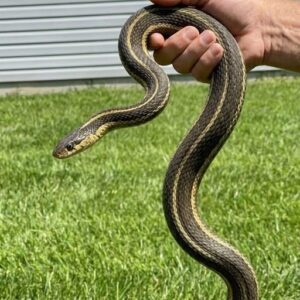 8 Easy Ways To Keep Snakes Away From Your Yard