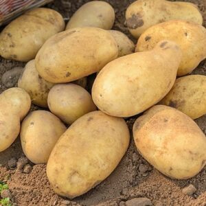 Doctors reveal that eating potatoes causes… See more…⬇️