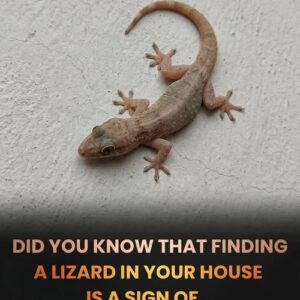 Did you know: When a lizard visits your house, it’s a sign