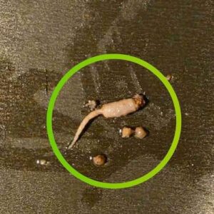 I was cooking ground beef and when I took it out of the pan, I noticed a strange object that didn’t look like beef.