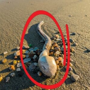 While walking with the dog, we found this on the beach.