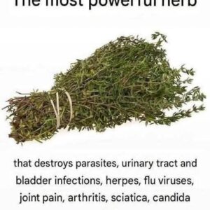 It is among the most powerful plants in the world