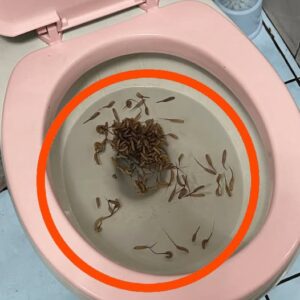 These things show up in my toilet after it rains. Any idea what they are?