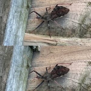 What To Do If Bitten By An Assassin Bug