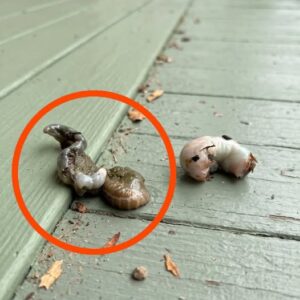 I went out onto the balcony this morning and saw this on the floor.