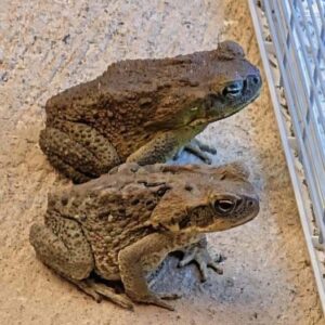Why a Toad Might Appear in Your Home and What It Could Mean