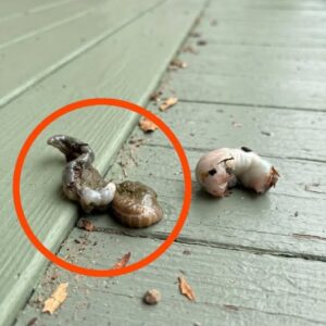 I went out onto the balcony this morning and saw this on the floor.