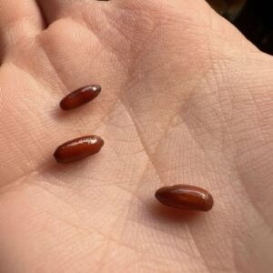 I Just Discovered These Strange Reddish-Brown Capsules on My Bed—and the More I Looked at Them, the More I Realized How Ordinary Household Objects Can Trigger Unexpected Fear, Confusion, and a Search for Reassuring Answers