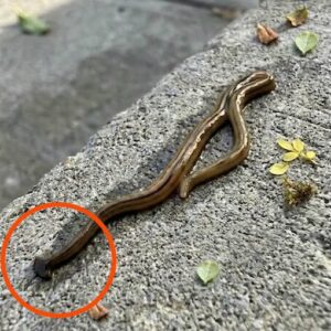 Early in the morning, I went outside to get some fresh air and found this.